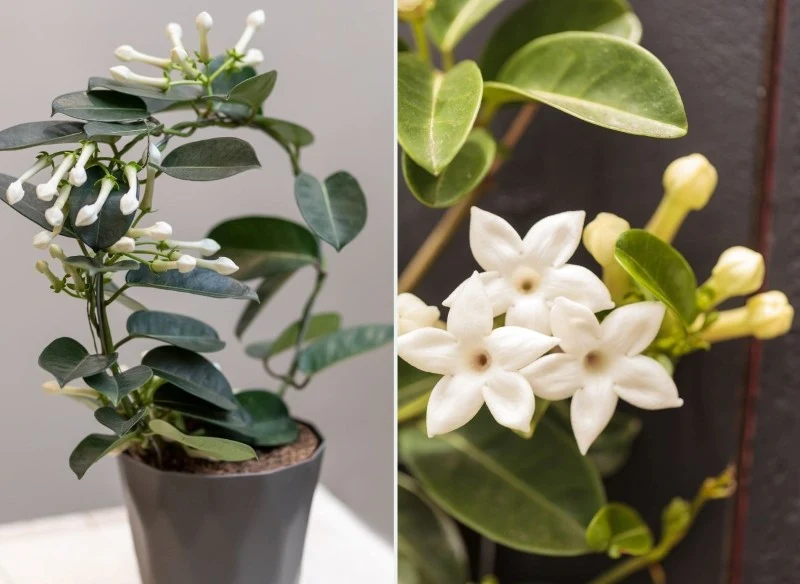 Do wzrostu stefanotis bukietowy potrzebuje podpór