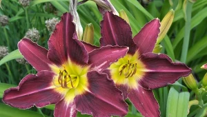 Wiosenne dzielenie liliowców