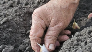 Sadzenie wiosennego czosnku - kiedy zacząć i jak je wykonać?