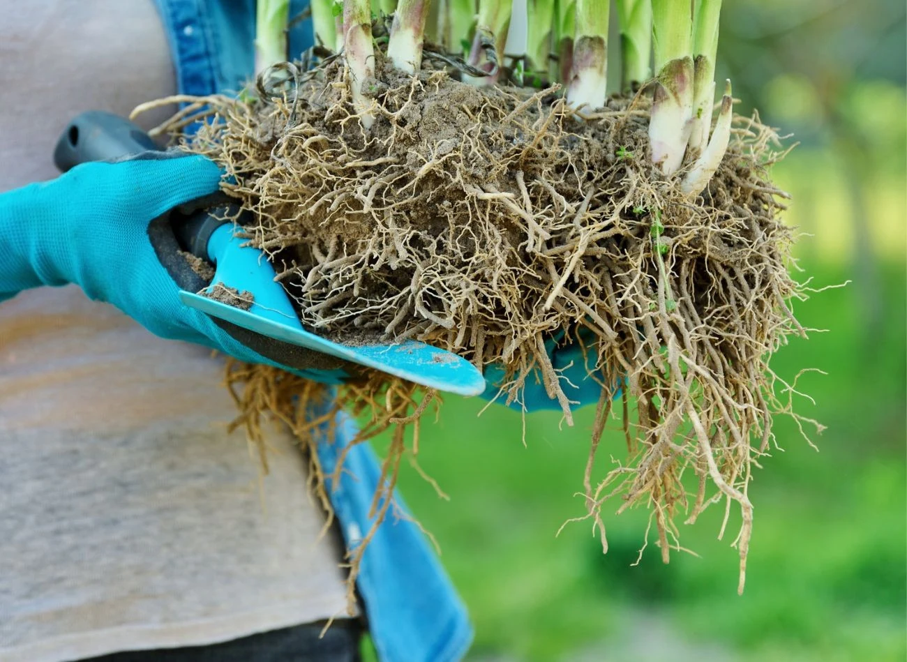 Najlepszy czas na dzielenie bylin liliowców to wczesna wiosna lub późne lato.