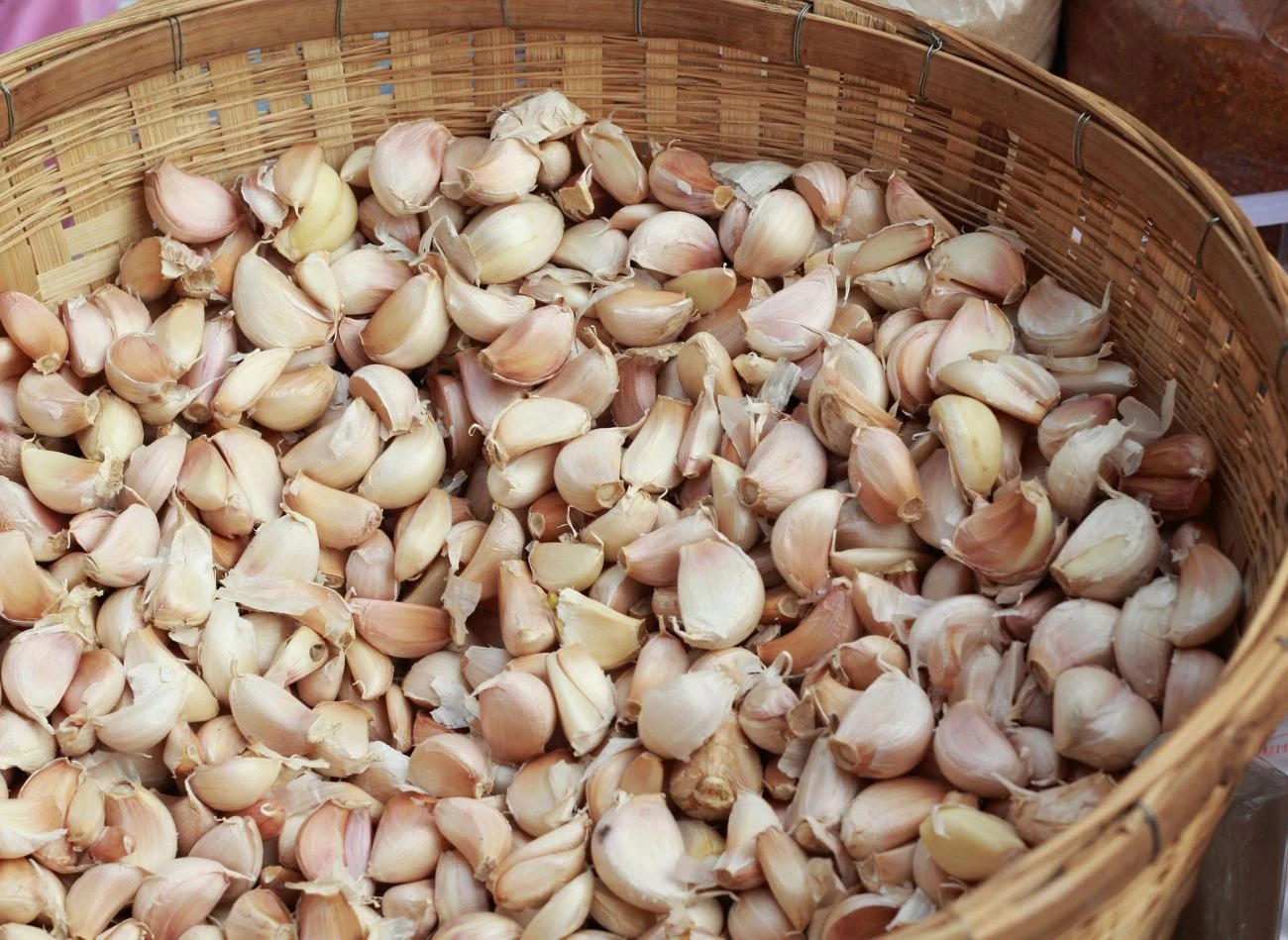 Ząbki czosnku przed posadzeniem warto wymoczyć w specjalnym roztworze.
