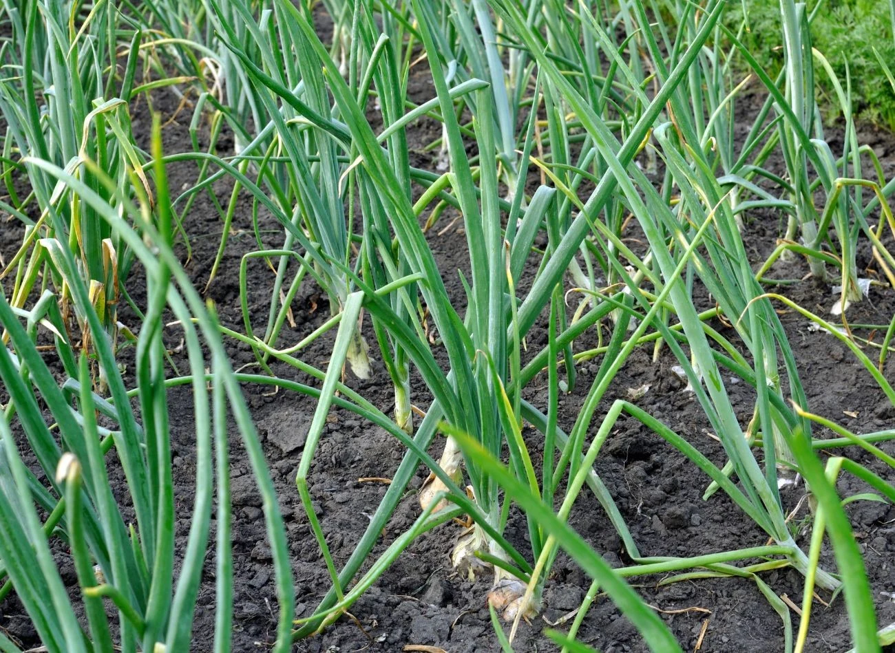 Czosnek nie będzie dobrze rosół w miejscu, gdzie uprawiana byłą cebula