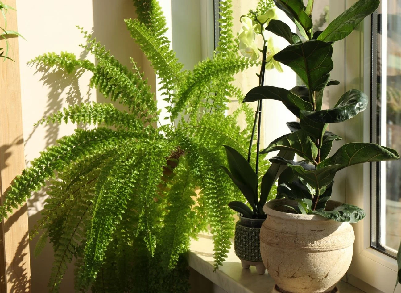 Paprotki oczyszczają powietrze ze szkodliwtych toskych wydzielanych przez meble, tapety czy farby.