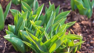 Dlaczego rośliny cebulowe nie kwitną? Zamiast kwiatów mają same liście