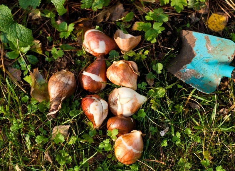 Rośliny cebulowe kwitnące na wiosnę sadzi się jesienią