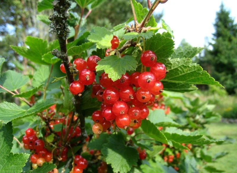 Pięknie owocująca porzeczka o równym pokroju, dzięki regularnemu przycinaniu starszych pędów