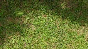 Sprawdź, jak stosować kompost na trawnik po zimie.