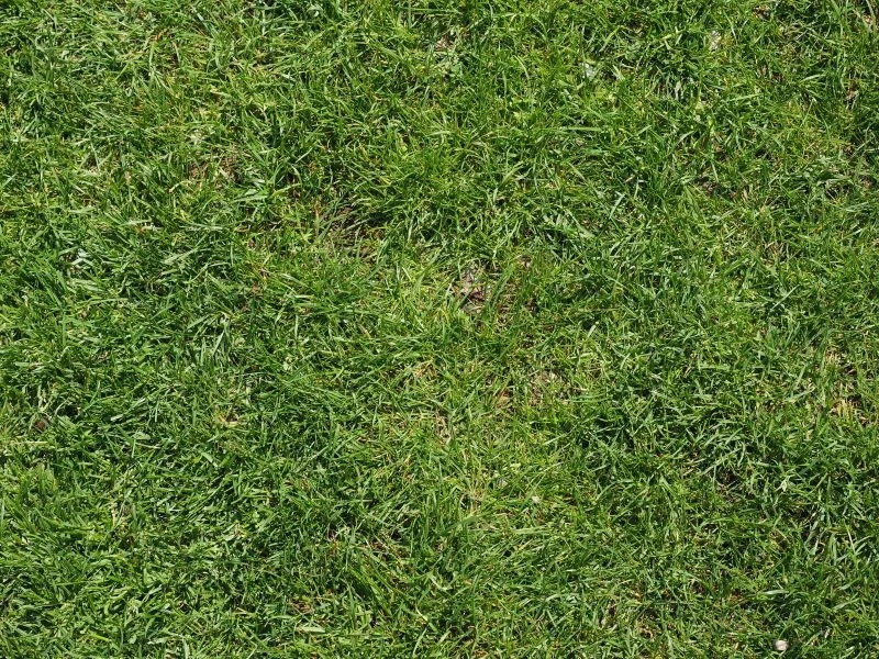 Kompost sprawi, że trawnik się zazieleni i zagęści na wiosnę