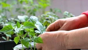 Nawet drobne błędy przy produkcji rozsady potrafią zaszkodzić sadzonkom. Sprawdź, czego unikać i jak pielęgnować młode wschody.