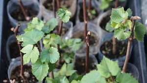 Rozmnażanie winorośli przez sztobry jest prostym i bardzo efektywnym sposobem na pozyskanie nowych sadzonek.