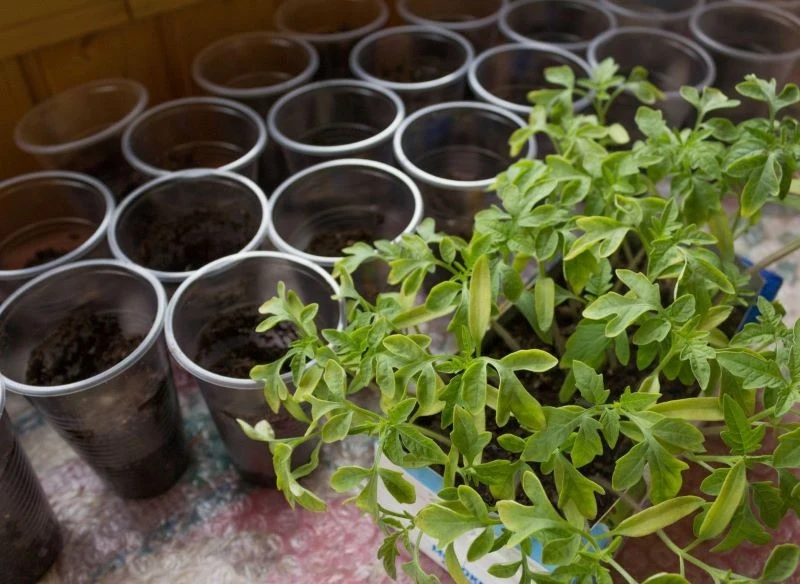 Produkcja rozsady pomidorów