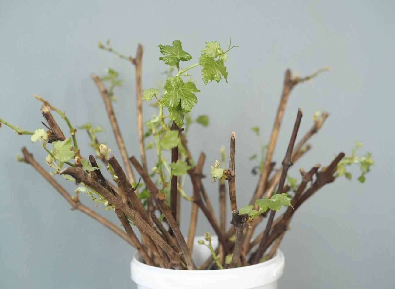 Ukorzenianie sztobrów winorośli w warunkach domowych najlepiej przeprowadzać w marcu.