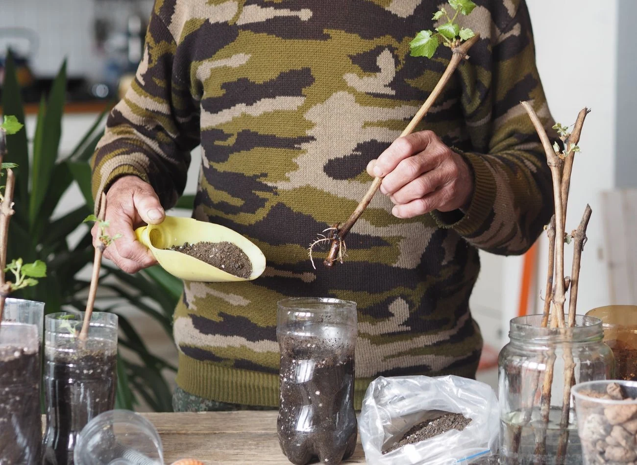 Młode sadzonki winorośli do gruntu można przenosić w maju.