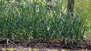 Co sadzić obok cebuli, a czego nie?