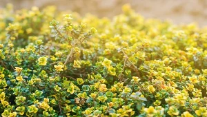 Tymianek cytrynowy, wielozadaniowa roślina zielna robi furorę w letnich ogrodach. To nie tylko wspaniała przyprawa, lecz także niezastąpiona dekoracja.