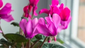 Pielęgnacja cyklamenów perskich w doniczce. Błędy w uprawie, przez które nie powtarzają kwitnienia