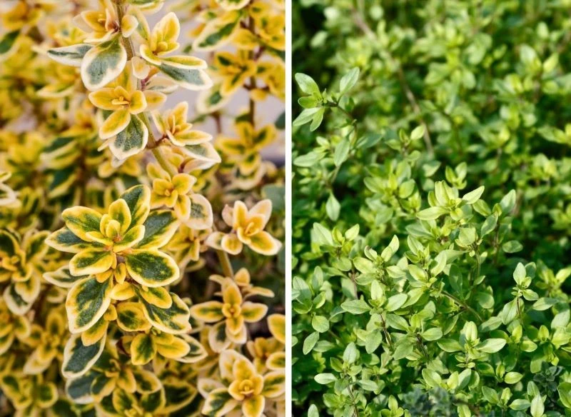 Poszczególne odmiany tymianku cytrynowego różnią się m