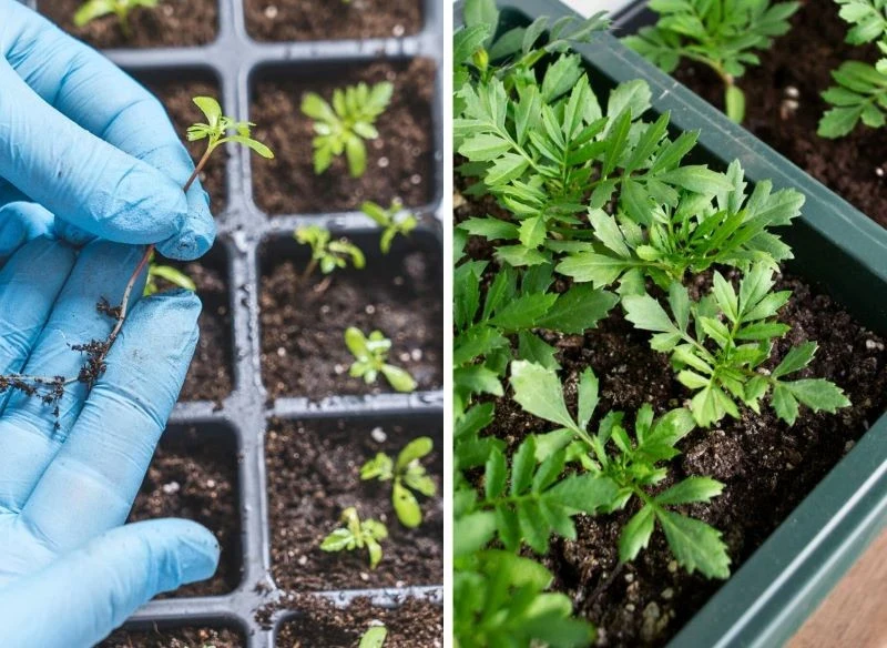 Szykowanie rozsady aksamitek w domowym zaciszu można rozpocząć już nawet w lutym, ale pamiętaj o konieczności jej doświetlania
