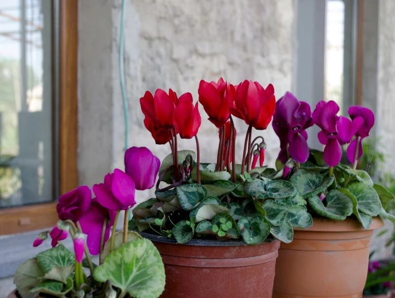 Cyklamen perski wymaga okresu spoczynku, aby zakwitł ponownie