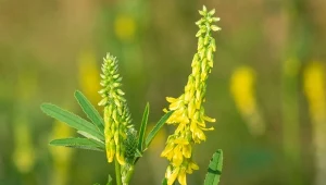 Poprawia jakość gleby, odstrasza gryzonie. Nostrzyk - uprawa na zielony nawóz