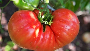 Dlaczego warto uprawiać stare odmiany pomidorów?