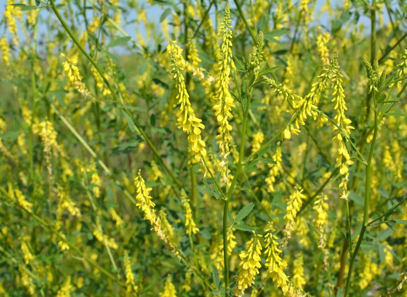 Nostrzyk znajduje zastosowanie jako nawóz zielony.