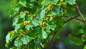 Dławisz okrągłolistny, inwazyjne pnącze o znaczeniu ozdobnym uznane zostało za gatunek inwazyjny.