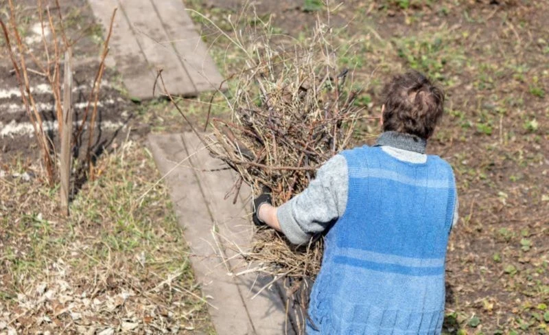 Wiele osób nadal pali gałęzie na działce ROD i w przydomowym ogrodzie