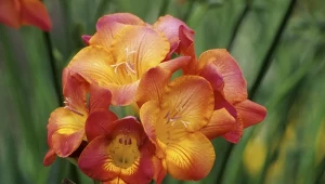 Sadzenie frezji na przedwiośniu. Wybierz odmiany, których nie mają sąsiadki