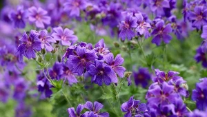 Bodziszek Wallicha - odmiany i uprawa