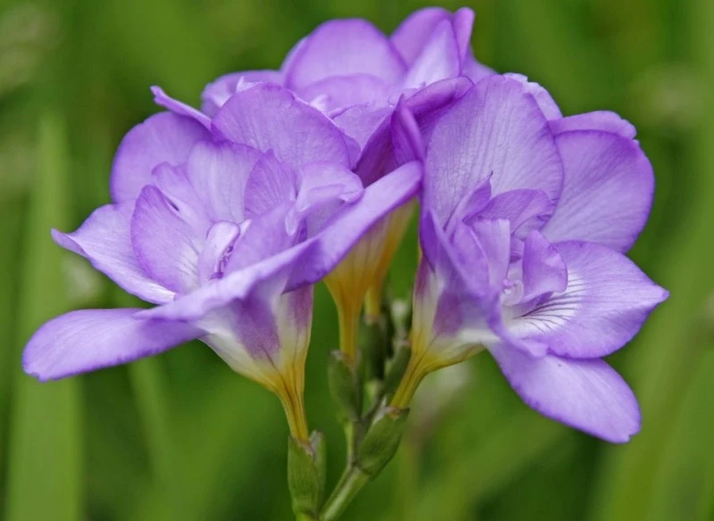 Frezje nie zimują w gruncie, gdyż są wrażliwe na mróz