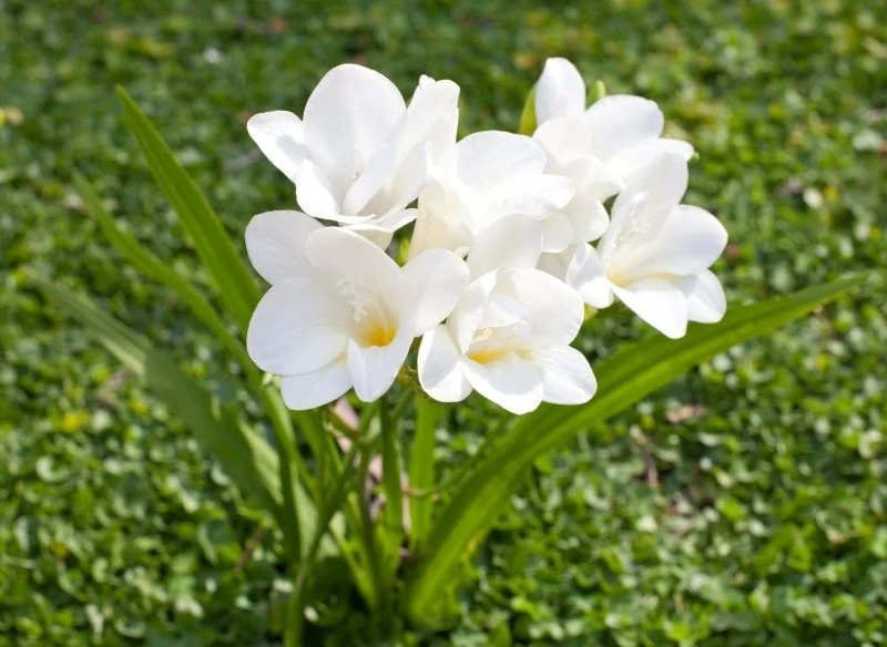 Frezje występują w wielu odmianach, które różnią się wysokością i barwą kwiatów