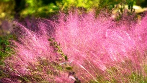 Te kwitnące trawy to ozdoba ogrodu jak z bajki. Nie tylko liście przyostni tworzą efektowną kompozycję, robią to przede wszystkim zwiewne, puszyste kwiatostany.