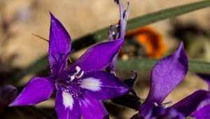 Babiana ogrodowa, kwiat wiosny i lata, to egzotyczna dekoracja ogrodu. Bywa nazywana południowoafrykańskim irysem.