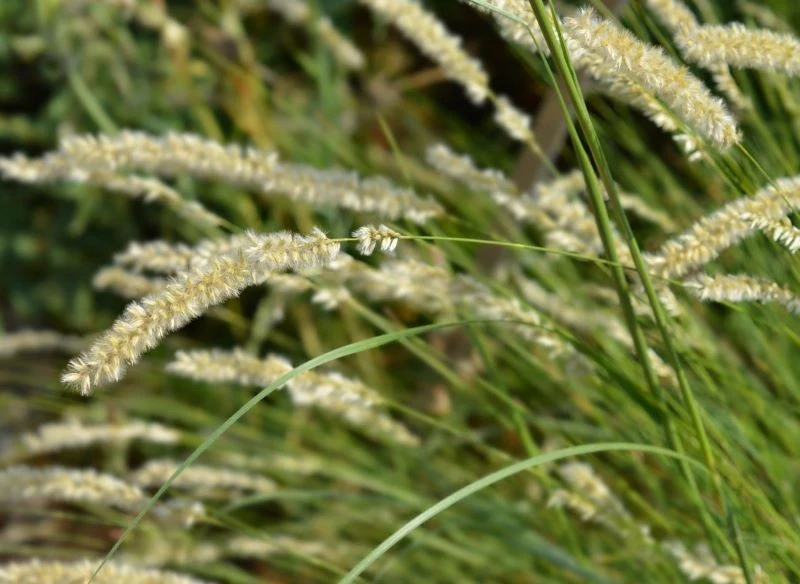 Kwiatostany perłówki zmieniają formę wraz z przekwitaniem