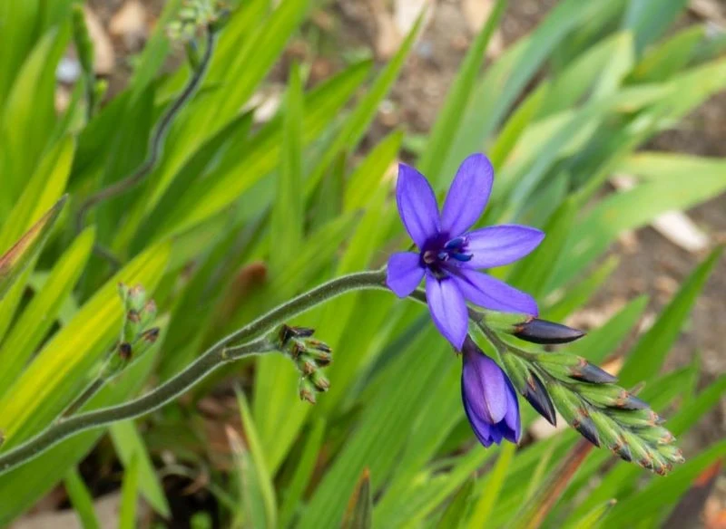 Rozkwitając, babiana wniesie na rabatę oryginalne kolory