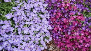 Jedną z najpiękniejszych roślin na obwódki rabat jest żagwin.