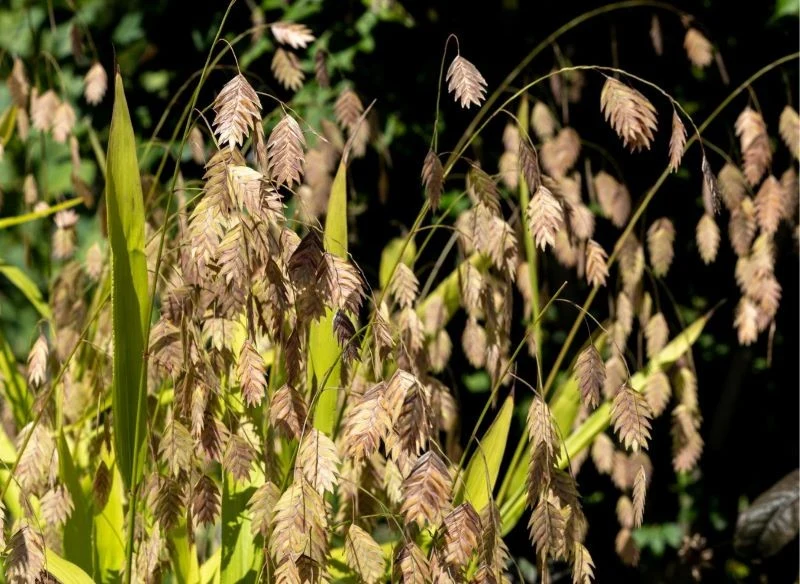 Obiedka wyróżnia się na tle innych traw niezwykłą formą kwiatostanów