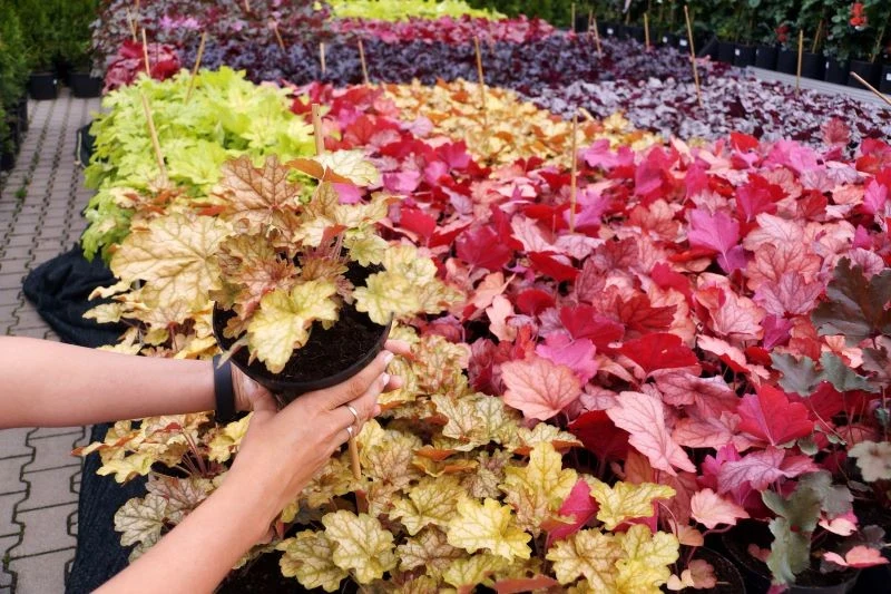 Na obrzeżu rabaty warto sadzić kolorowe żurawki