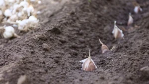 Sadzenie czosnku w lutym bez błędów. Czy czosnek może przemarznąć?