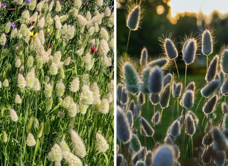 Dmuszek inaczej nazywany jest zajęczym ogonkiem