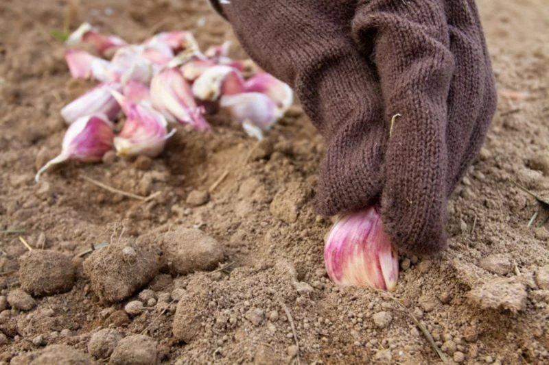 Czosnek nie boi się mrozu, ale warto okryć go agrowłókniną, jeśli został posadzony wcześnie – już w lutym