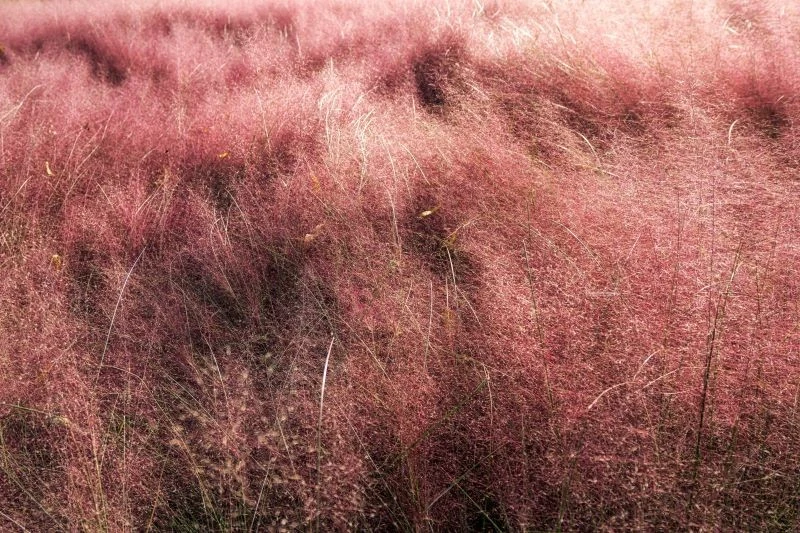 Poletko przyostni o zachodzie słońca wygląda, jakby okleiła je różowa wata cukrowa