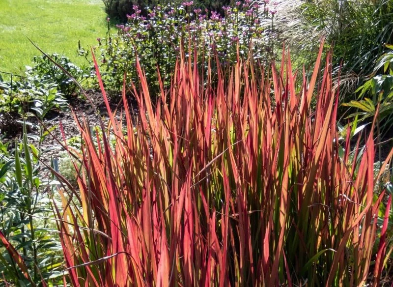 Liście imperaty cylindrycznej odmiany 'Red Baron' przebarwiają się z zielonych na intensywnie czerwone