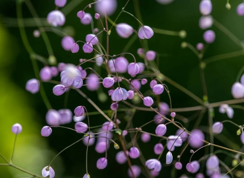 Rutewka Delavaya bajecznie kwitnie w lipcu i sierpniu