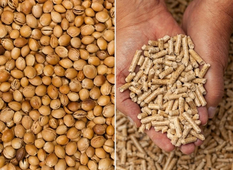 Pestki wiśni mają podobną wartość opałową do pelletu drzewnego