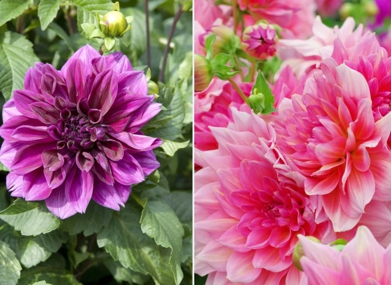 Najpiękniejsze dalie na rabatę to m