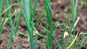 Jaką odmianę cebuli dymki wybrać?