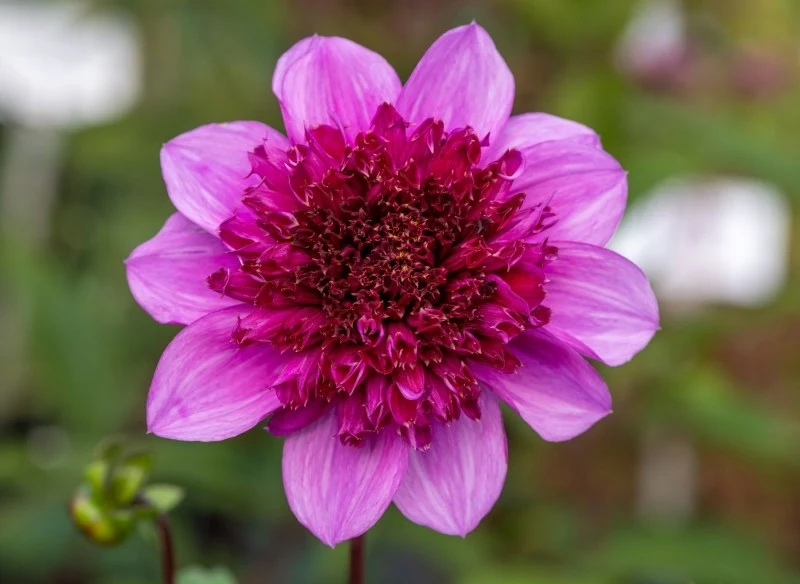 Odmiana dalii 'Blue Bayou' doskonale nadaje się do uprawy w donicach