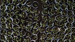 Jest kilka czynników, które trzeba wziąć pod uwagę przygotowując rozsadę pomidorów.